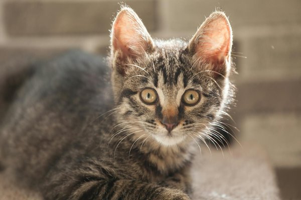 Welche Tiere haben die st√§rksten Verbindungen zueinander?